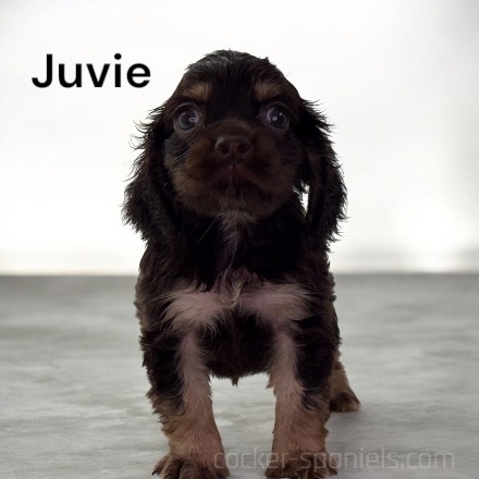 puppy, for, sale, Cocker Spaniel, Joe & Cherri  Overlease, dog, breeder, Miller, MO, dog-breeder, puppy-for-sale, forsale, nearby, find, puppyfind, locator, puppylocator, aca